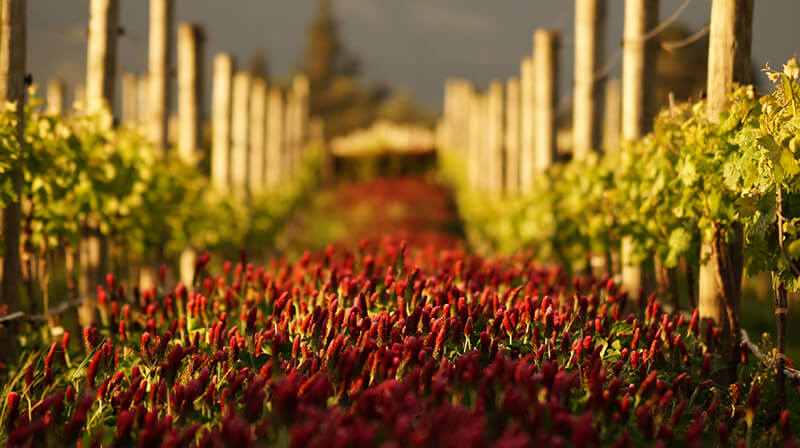 Cover crops blooming between vineyard rows supplying grapes for Links Winery’s Hawke’s Bay wine making and varietals like Sauvignon Blanc and Pinot Gris.