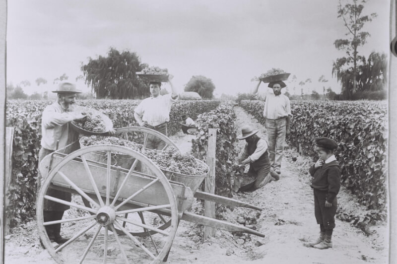 Historic vineyard workers harvesting grapes, reflecting the long tradition of wine growing behind Links Winery’s Hawke’s Bay Sauvignon Blanc, Pinot Gris and Merlot.
